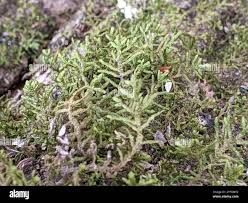 Attēlu rezultāti vaicājumam “Porella platyphylla macro”