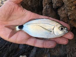 Image result for Oblada melanurus