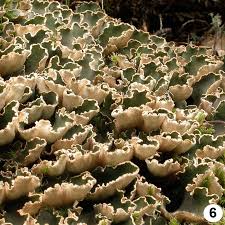 Attēlu rezultāti vaicājumam “Peltigera malacea”