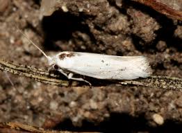 Attēlu rezultāti vaicājumam “Bucculatricidae”