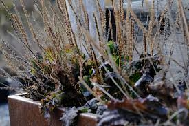 Attēlu rezultāti vaicājumam “Plantago major”