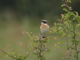 Attēlu rezultāti vaicājumam “Saxicola rubetra adult”
