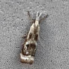 Attēlu rezultāti vaicājumam “Comatricha elegans var. microspora”