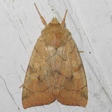 Attēlu rezultāti vaicājumam “Enargia paleacea”