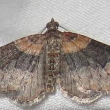 Attēlu rezultāti vaicājumam “Xanthorhoe ferrugata”