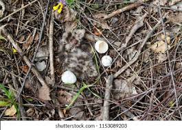 Attēlu rezultāti vaicājumam “Caprimulgus europaeus nest”