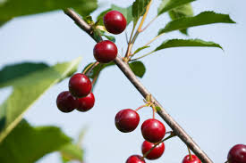 Attēlu rezultāti vaicājumam “Cerasus”