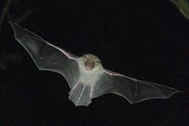 Attēlu rezultāti vaicājumam “Myotis nattereri”