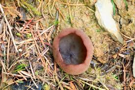 Attēlu rezultāti vaicājumam “Peziza badia”