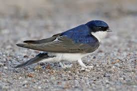 Attēlu rezultāti vaicājumam “Delichon urbicum juvenile”