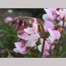 Attēlu rezultāti vaicājumam “Lathyrus vernus”