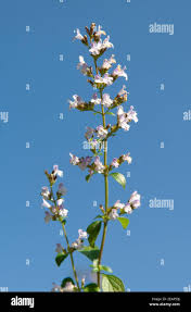 Attēlu rezultāti vaicājumam “Acinos arvensis flower”