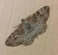 Attēlu rezultāti vaicājumam “Alcis repandata”