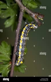 Attēlu rezultāti vaicājumam “Diloba caeruleocephala larva”