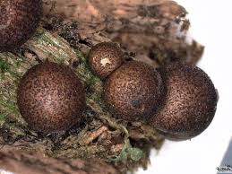 Attēlu rezultāti vaicājumam “Lycogala ustulatum macro”