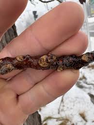 Attēlu rezultāti vaicājumam “Gymnocladus dioicus bud”