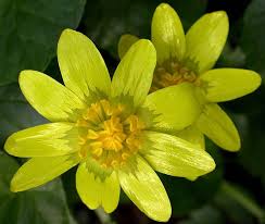 Attēlu rezultāti vaicājumam “Ficaria verna flower”