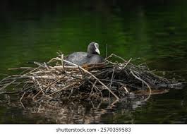 Attēlu rezultāti vaicājumam “Fulica atra nest”