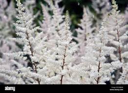 Attēlu rezultāti vaicājumam “Astilbe chinensis bud”