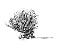 Attēlu rezultāti vaicājumam “Leucobryum glaucum”