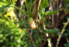 Attēlu rezultāti vaicājumam “Ribes uva-crispa flower”