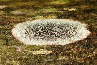 Attēlu rezultāti vaicājumam “Lecanora allophana”