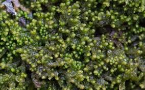 Attēlu rezultāti vaicājumam “Ptilidium pulcherrimum”