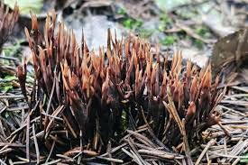 Attēlu rezultāti vaicājumam “Thelephora palmata”