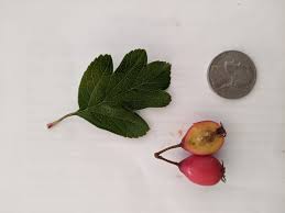 Attēlu rezultāti vaicājumam “Crataegus x macrocarpa fruit”