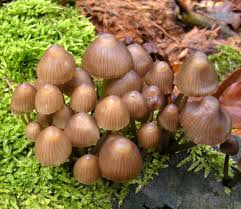 Attēlu rezultāti vaicājumam “Mycena stipata”