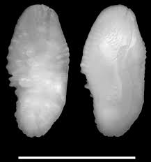 Image result for Cynoscion regalis