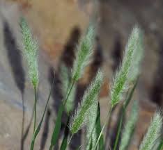 Attēlu rezultāti vaicājumam “Polypogon tentacularius male”