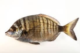 Image result for Diplodus