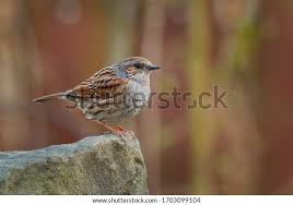 Attēlu rezultāti vaicājumam “Prunella modularis”