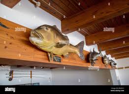 Image result for Petrus rupestris