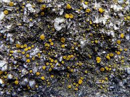 Attēlu rezultāti vaicājumam “Candelariella sp.”