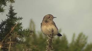 Attēlu rezultāti vaicājumam “Oenanthe oenanthe juvenile”
