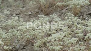 Attēlu rezultāti vaicājumam “Scleranthus perennis flower”