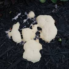 Image result for Fuligo septica