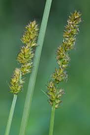 Attēlu rezultāti vaicājumam “Carex vulpina”