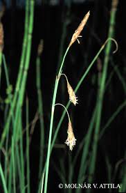 Attēlu rezultāti vaicājumam “Carex limosa”