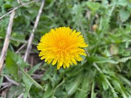 Attēlu rezultāti vaicājumam “Taraxacum officinale aggr. leaf”
