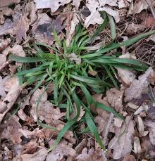 Attēlu rezultāti vaicājumam “Luzula pilosa bud”