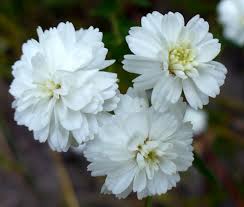 Image result for Achillea Ptarmica