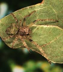 Attēlu rezultāti vaicājumam “Gibbaranea gibbosa”