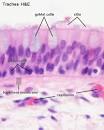 Blue Histology - Epithelia and Glands