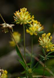 Attēlu rezultāti vaicājumam “Anthyllis vulneraria”