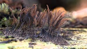 Attēlu rezultāti vaicājumam “Stemonitis herbatica plasmodium”