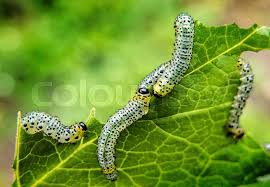 Attēlu rezultāti vaicājumam “Acronicta aceris larva”