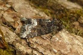 Attēlu rezultāti vaicājumam “Oligia sp.”